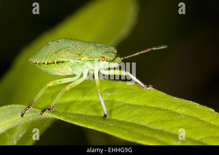 Palomena Prasina, grünen Schild Bug, Nymphe Stockfoto