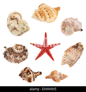 Satz von mehreren Muscheln isoliert Stockfoto