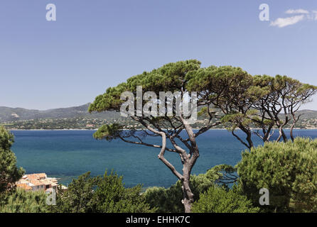 Aleppo-Kiefer in Saint-Tropez, Côte d ' Azur Stockfoto