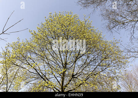 Cornus Mas, Europäische Cornel Cornelian Cherry Stockfoto