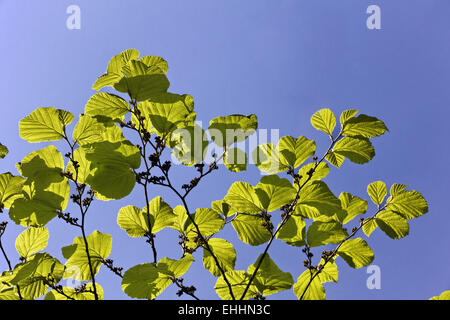 Witch-Hazel (Hamamelis x Intermedia) Hamamelis Stockfoto