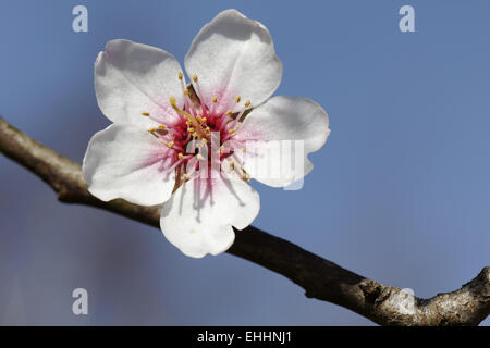 Prunus Dulcis, var. Amara, Mandelbaum Stockfoto