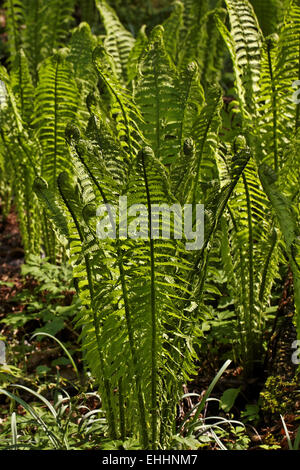 Matteuccia Struthiopteris, Strauß Farn Stockfoto