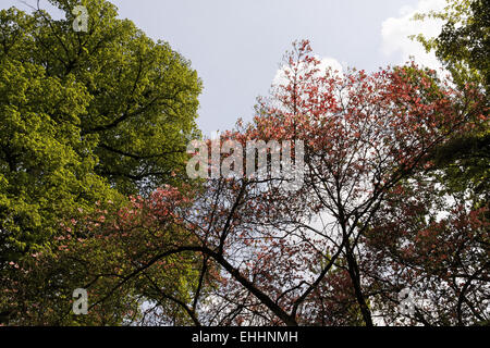 Cornus Florida, F. Rubra, Blüte Hartriegel Stockfoto