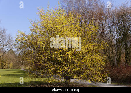 Cornus Mas, Europäische Cornel Cornelian Cherry Stockfoto