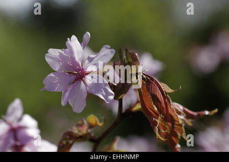 Prunus Sargentii, japanische Kirsche Stockfoto