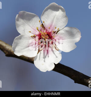 Prunus Dulcis, var. Amara, Mandelbaum Stockfoto