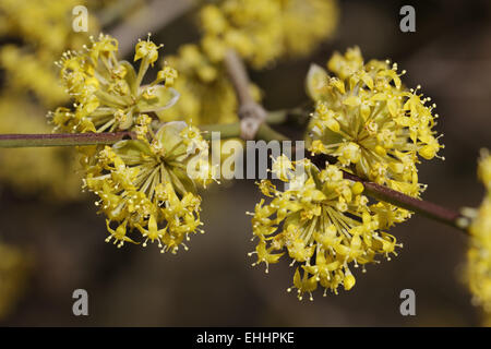 Cornus Mas, Europäische Cornel Cornelian Cherry Stockfoto