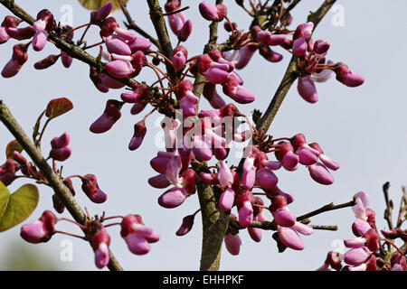 Cercis Occidentalis, Cercis Canadensis, redbud Stockfoto