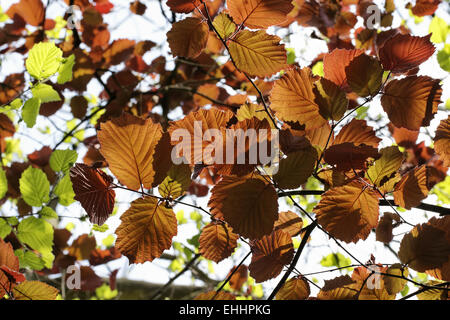 Corylus Maxima 'Purpurea', Haselnuss Stockfoto