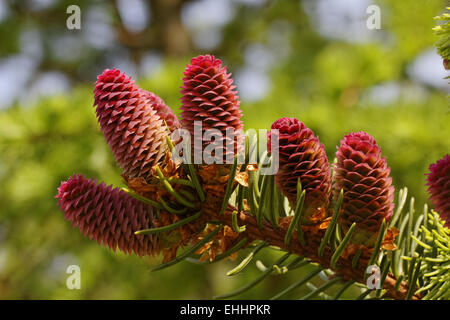 Picea Abies Fichte Stockfoto