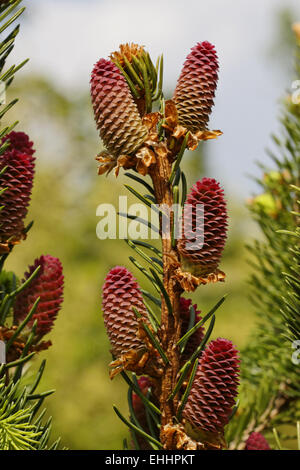 Picea Abies Fichte Stockfoto