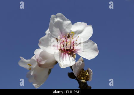 Prunus Dulcis, var. Amara, Mandelbaum Stockfoto