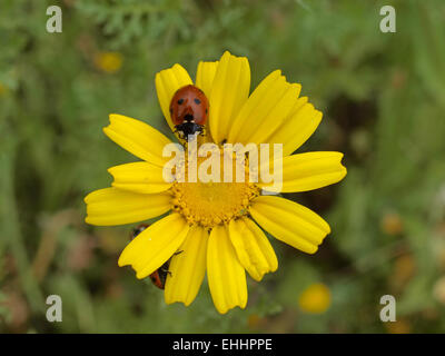 Chrysanthemum Coronarium, essbare Chrysantheme Stockfoto