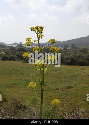 Ferula Communis, riesigen Fenchel Stockfoto