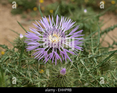 Galactites Tomentosa, lila Mariendistel Stockfoto