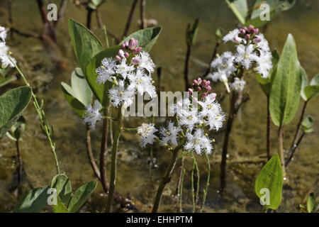 Menyanthes Trifoliata, Marsh Kleeblatt, Kleeblatt Stockfoto