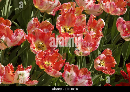 Tulpe Apricot Papagei, Papagei-Tulpen Stockfoto
