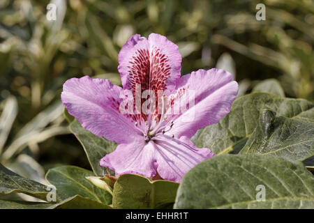 Rhododendron hybride Furnivalls Tochter Stockfoto