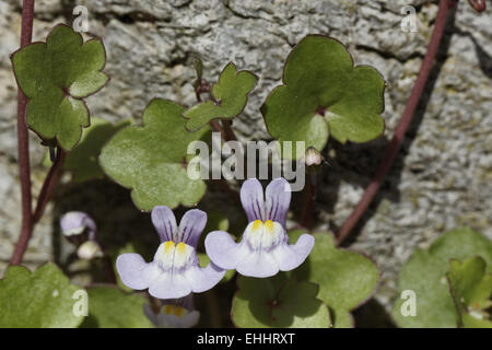 Cymbalaria Muralis, Efeu-leaved Leinkraut Stockfoto