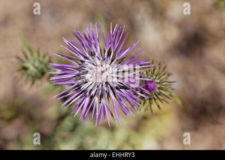 Galactites Tomentosa, lila Mariendistel Stockfoto