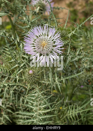 Galactites Tomentosa, lila Mariendistel Stockfoto