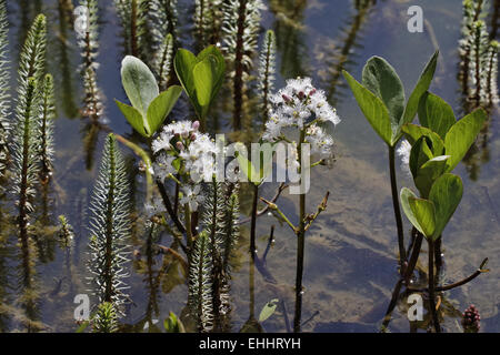 Menyanthes Trifoliata, Trefoil Sumpf, Moor-Bean Stockfoto