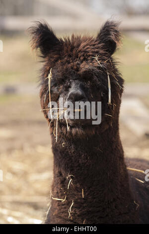 Alpaka (Vicugna Pacos) Stockfoto