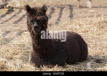 Alpaka (Vicugna Pacos) Stockfoto