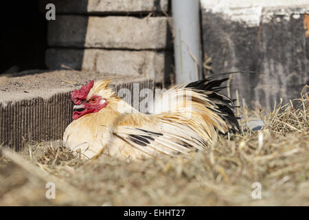 Hausgeflügel (Gallus Gallus Domesticus) Stockfoto