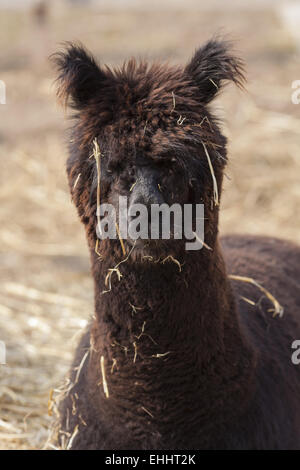 Alpaka (Vicugna Pacos) Stockfoto