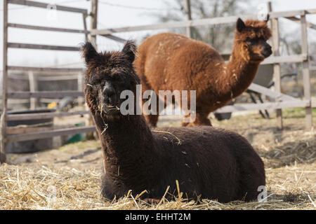 Alpaka (Vicugna Pacos) Stockfoto