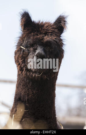 Alpaka (Vicugna Pacos) Stockfoto