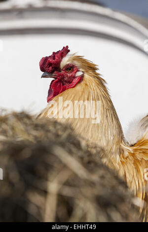 Hausgeflügel (Gallus Gallus Domesticus) Stockfoto