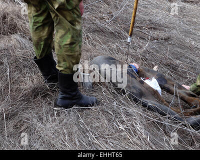 Lugansk, Ukraine. 12. März 2015. Pioniere haben entdeckt, eine improvisierte Sprengkörper - Task Force Sicherheitsdienst der Ukraine zusammen mit der Polizei auf Donnerstag, 12. März 2015, verhindert ein Terroranschlag in der Nähe der kritischen Infrastruktur der Region - Straßen- und Schienenverkehr in der Region Luhansk. Gefunden auf der Seite der Straße "Lissitschansk-Artemivs'k" improvisierten Sprengsatz Gesetzeshüter gerichtet Aktion getarnt als ein Feuerlöscher. Bildnachweis: Igor Golovnov/Alamy Live-Nachrichten Stockfoto