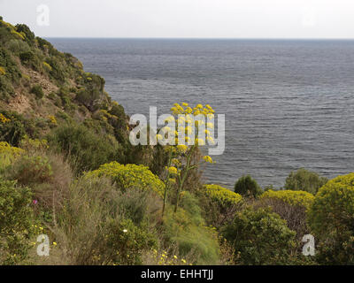 Ferula Communis, Riesen-Fenchel Stockfoto