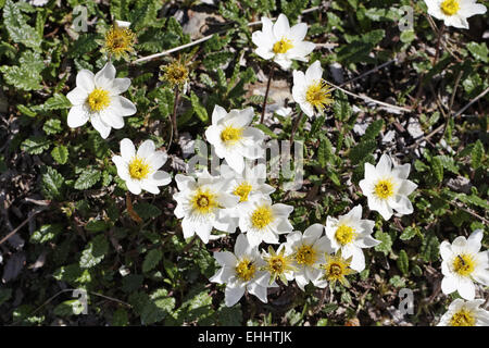 Dryas Octopetala, Mountain Avens, weiße Dryade Stockfoto