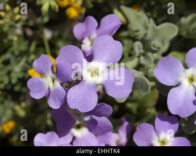 Matthiola Tricuspidata, drei Hörnern Lager Stockfoto