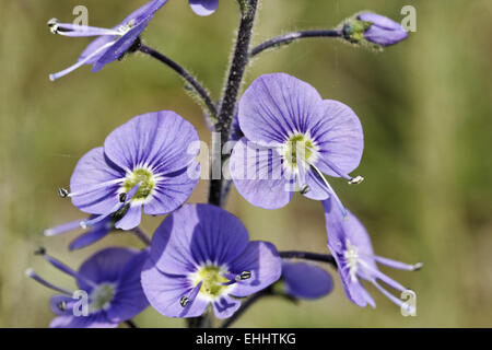 Veronica Gentianoides, Enzian-Ehrenpreis Stockfoto