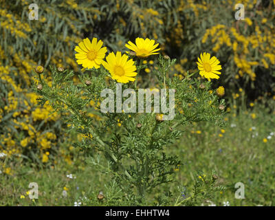 Chrysanthemum Coronarium, Garland Chrysantheme Stockfoto