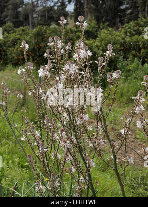 Asphodelus Aestivus, verzweigte Asphodel, gemeinsame Stockfoto