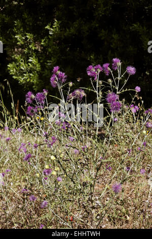 Galactites Tomentosa, lila Mariendistel Stockfoto