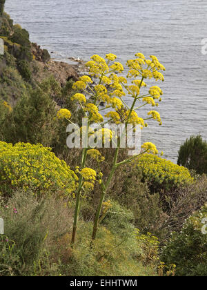 Ferula Communis, Riesen-Fenchel Stockfoto