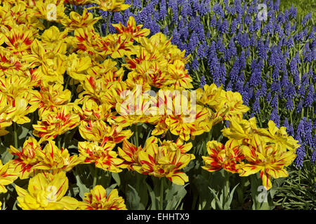 Tulpen Monsella, doppelte frühe Tulpe Stockfoto