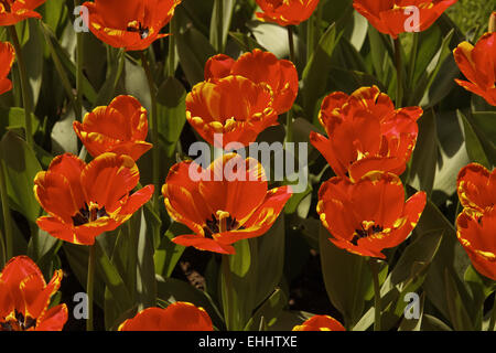 Darwin Hybrid Tulpe Tulpen Banjaluka Stockfoto