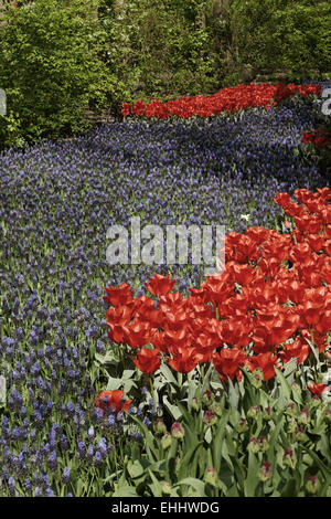 Muscari, Traubenhyazinthen mit Tulpen Stockfoto