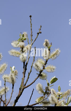 Salix Hookeriana, Dune Weide, Coastal Weide Stockfoto