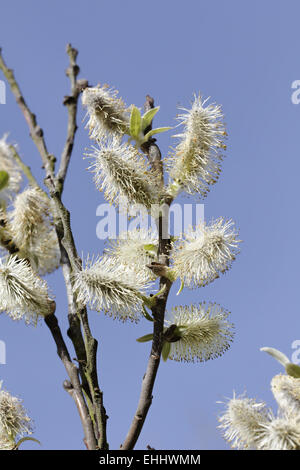 Salix Hookeriana, Dune Weide, Coastal Weide Stockfoto