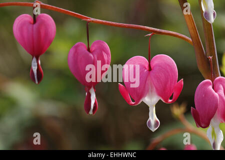 Lamprocapnos Spectabilis, Tränendes Herz Stockfoto