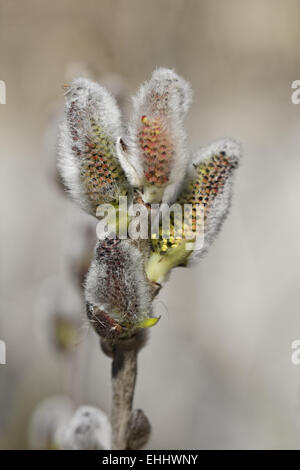 Salix Hookeriana, Dune Weide, Coastal Weide Stockfoto